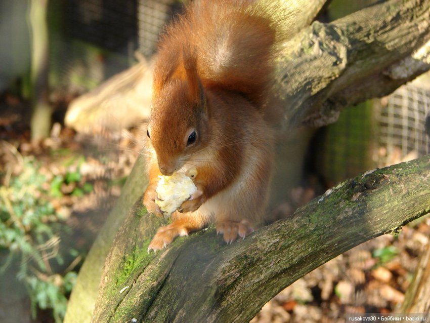 Маленький заповедник Pensthorpe