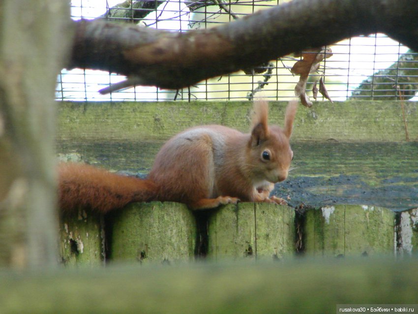 Маленький заповедник Pensthorpe