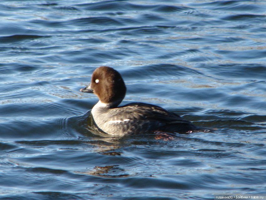 Маленький заповедник Pensthorpe