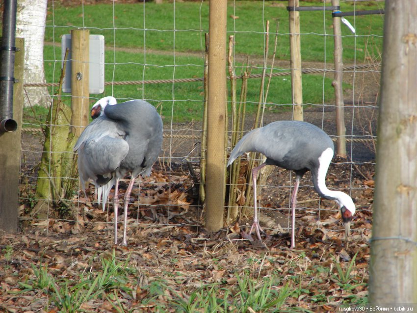 Маленький заповедник Pensthorpe