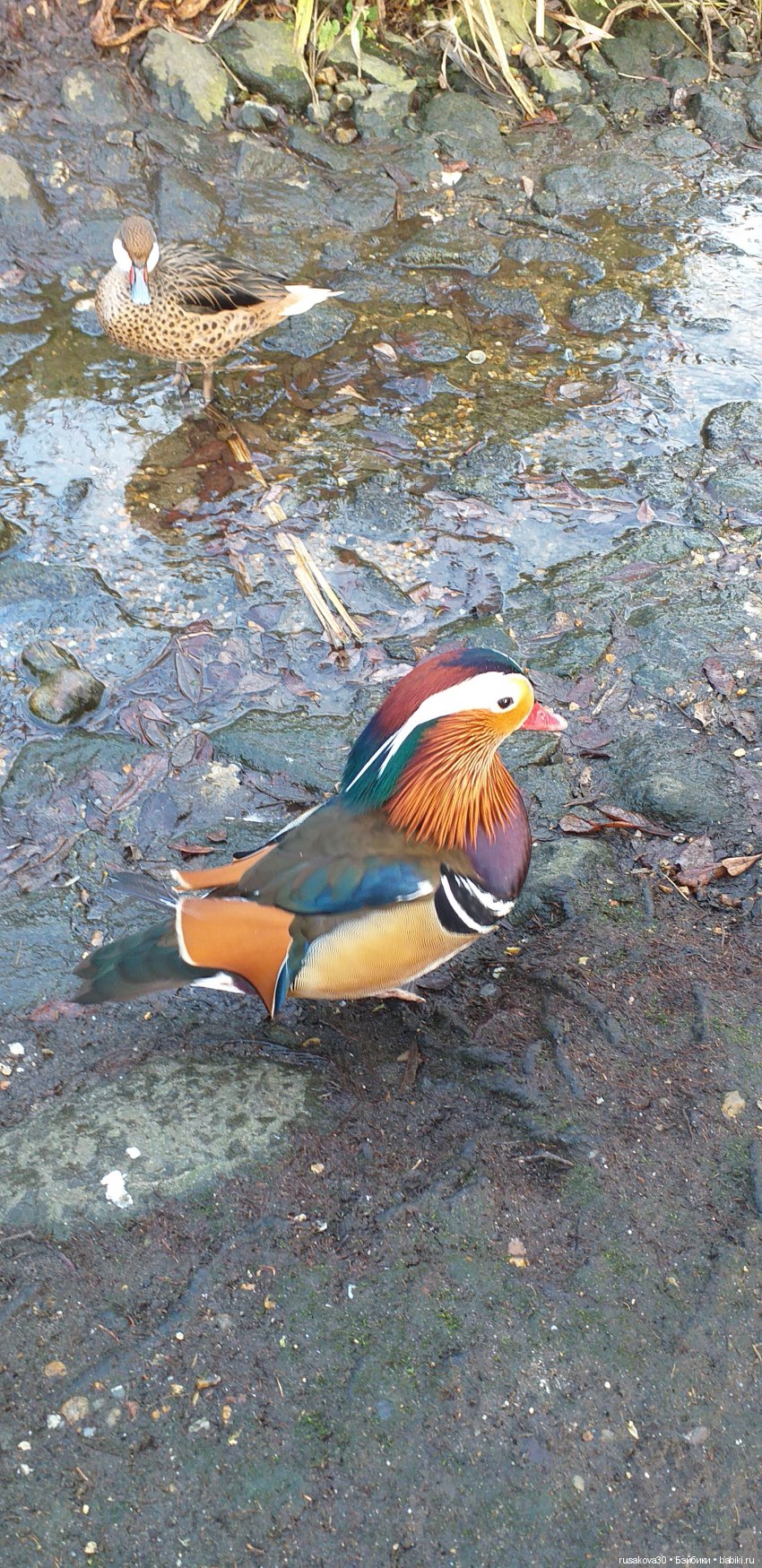 Маленький заповедник Pensthorpe