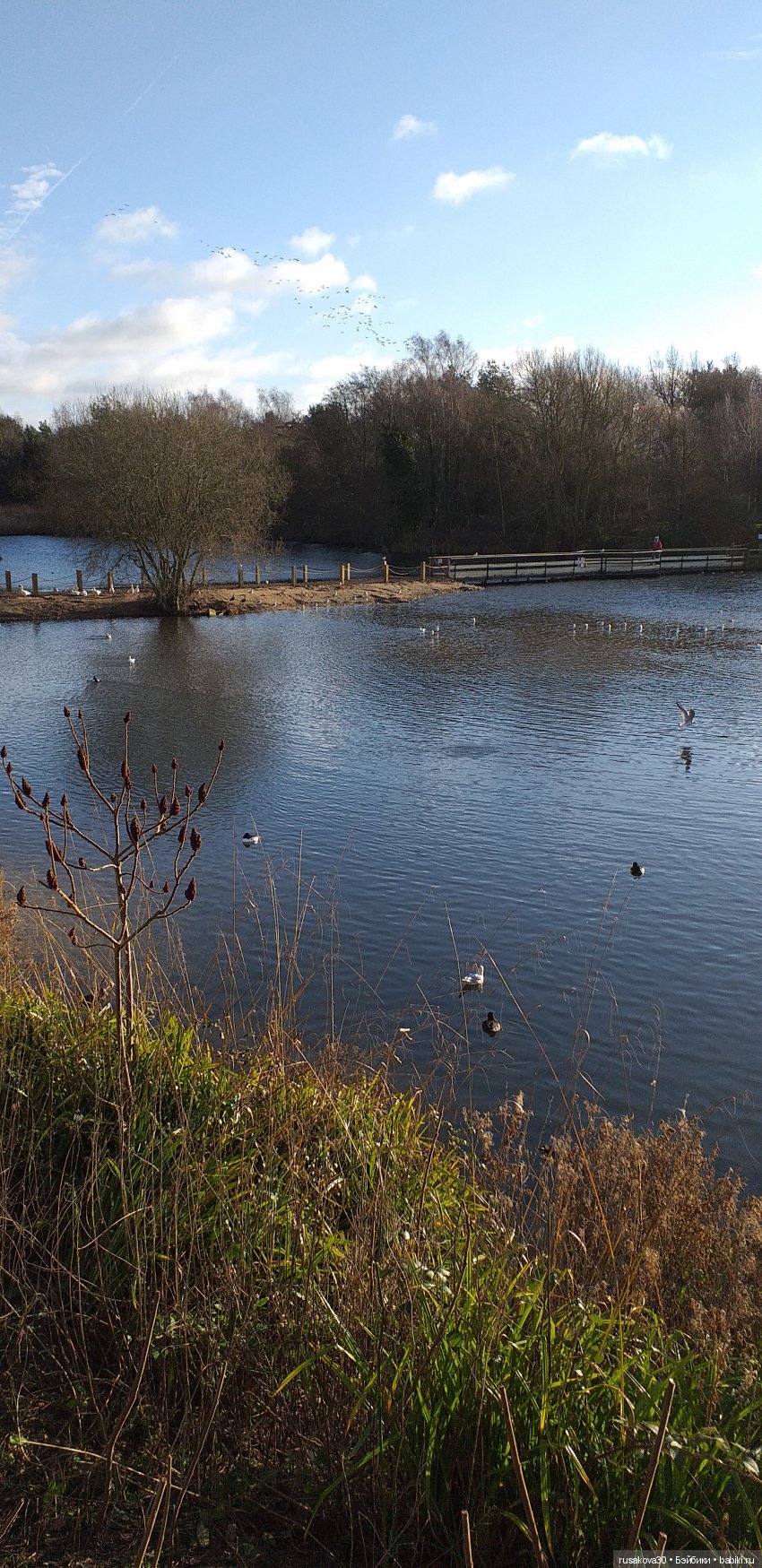 Маленький заповедник Pensthorpe (фото 2)