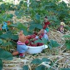 Во саду ли, во огороде... бабайки гуляли