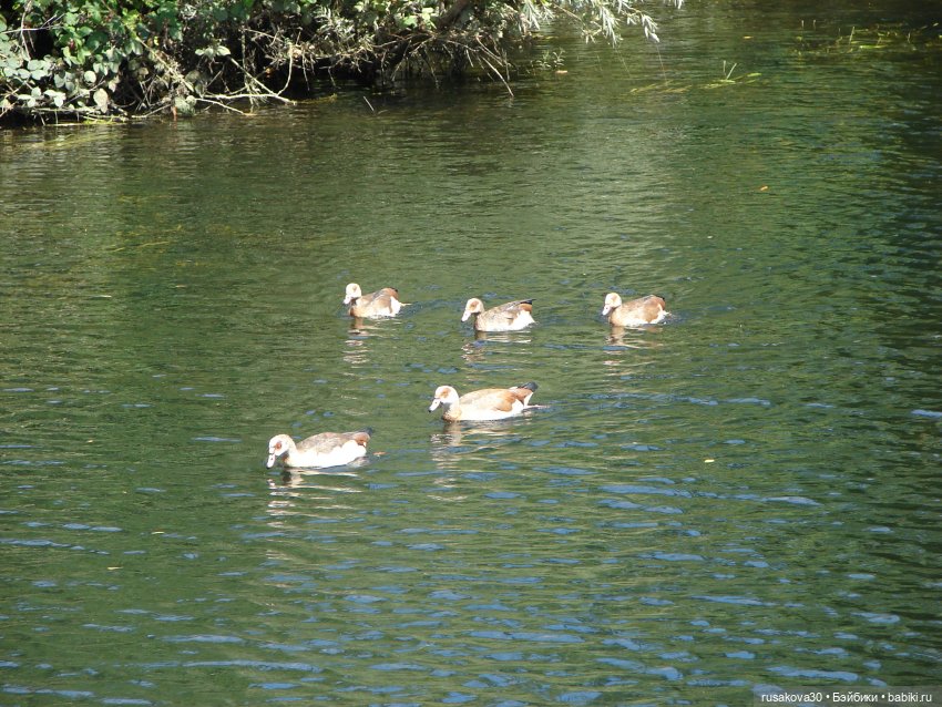 Рыжики осматривают Норвидж (продолжение) (фото 10)