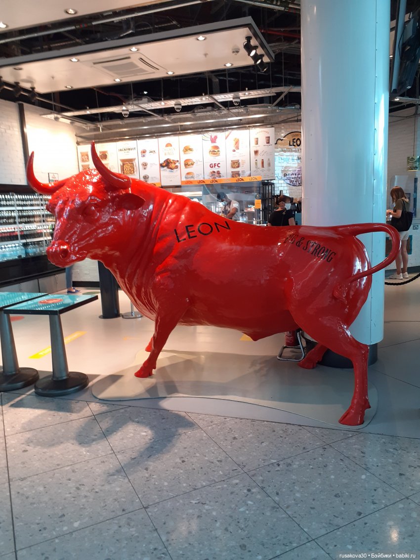 Рыжики летят в Новосибирск (фото 2)