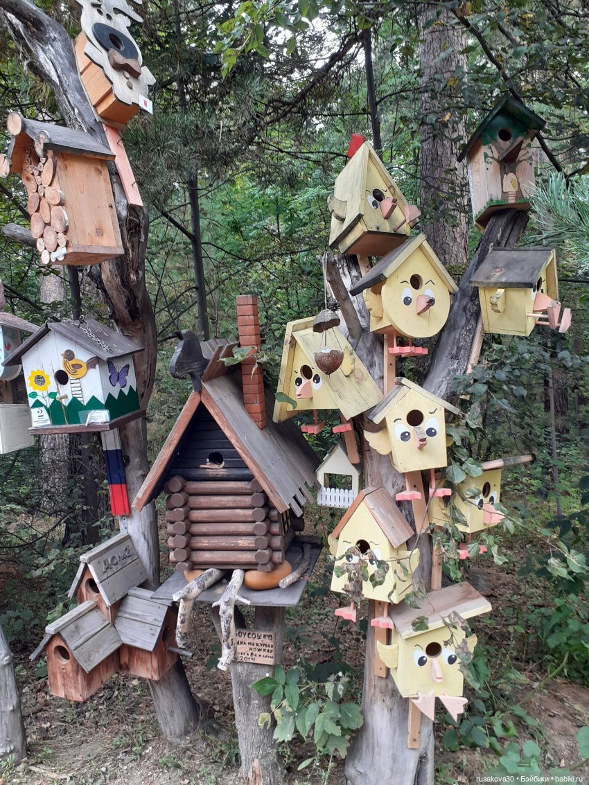 Рыжики продолжают знакомится с Новосибирском (фото 7)