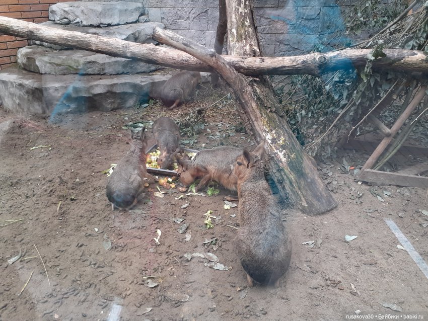 Рыжики продолжают знакомится с Новосибирском (фото 8)