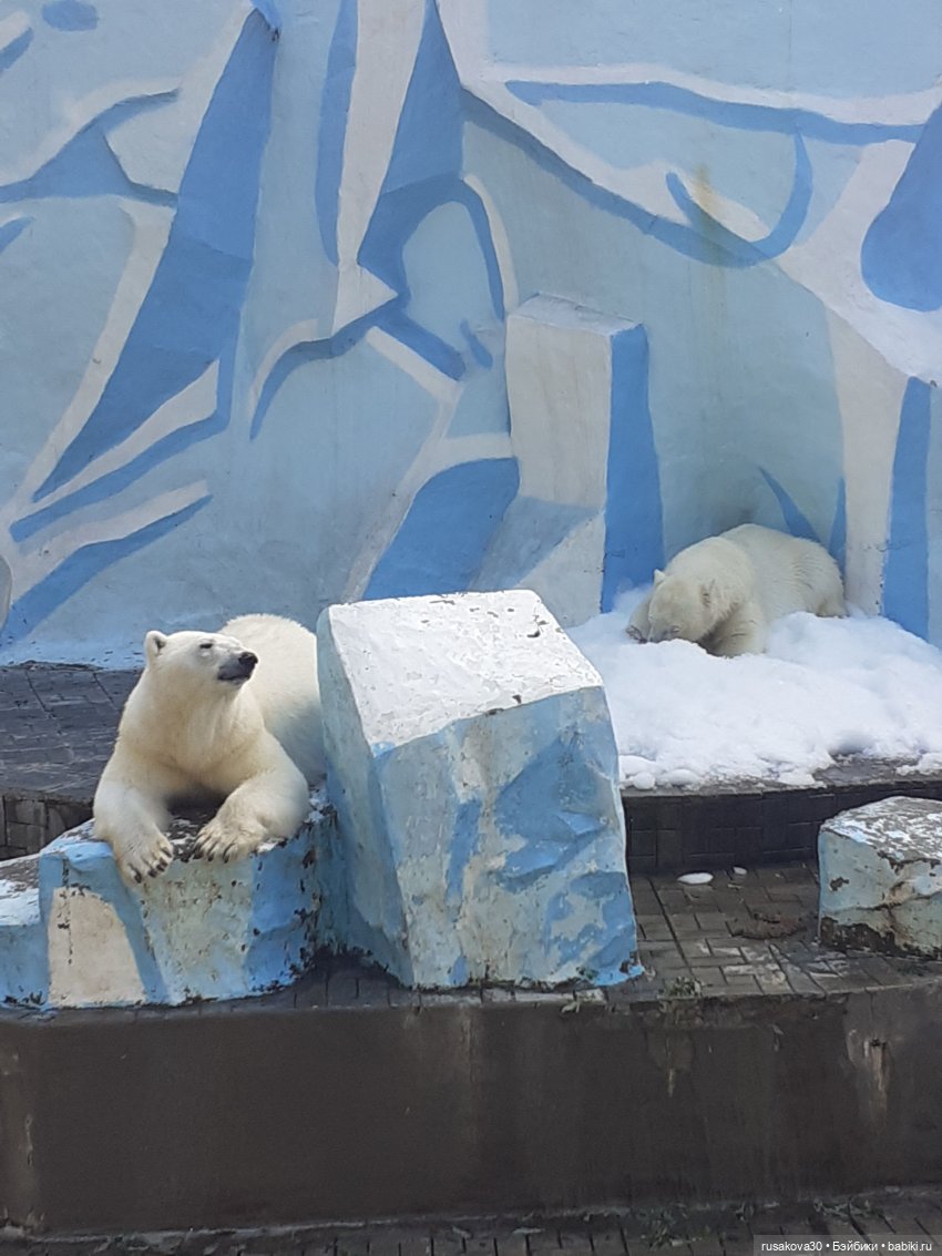 Рыжики продолжают знакомится с Новосибирском (фото 9)