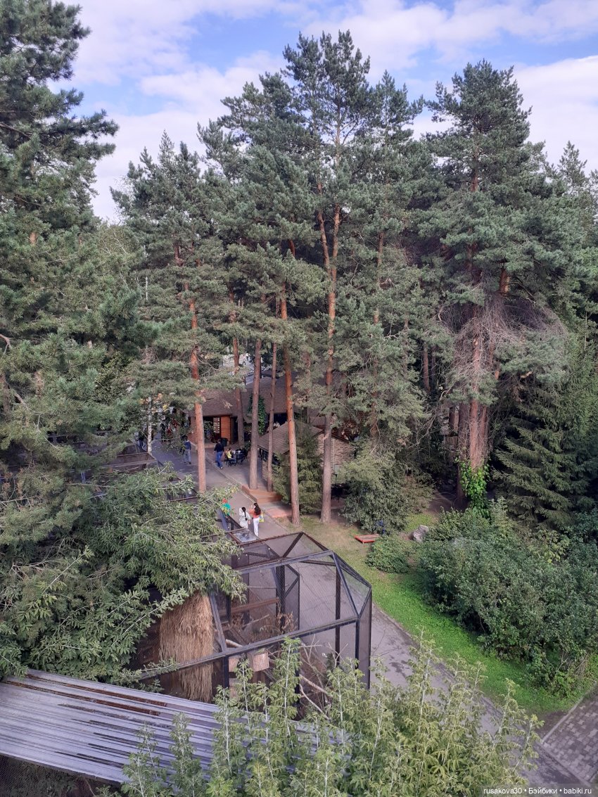 Рыжики продолжают знакомится с Новосибирском (фото 10)