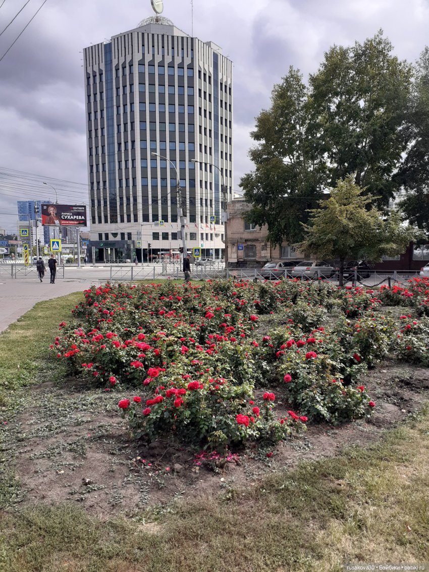 Рыжики летят в Новосибирск (фото 9)