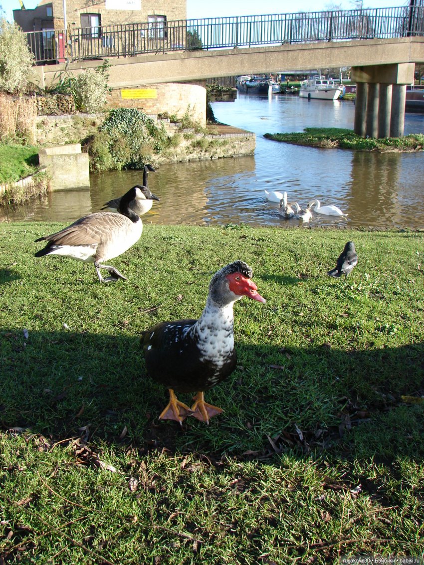 Гаврюша путешествует — Авторские мишки Тедди и друзья: фото
