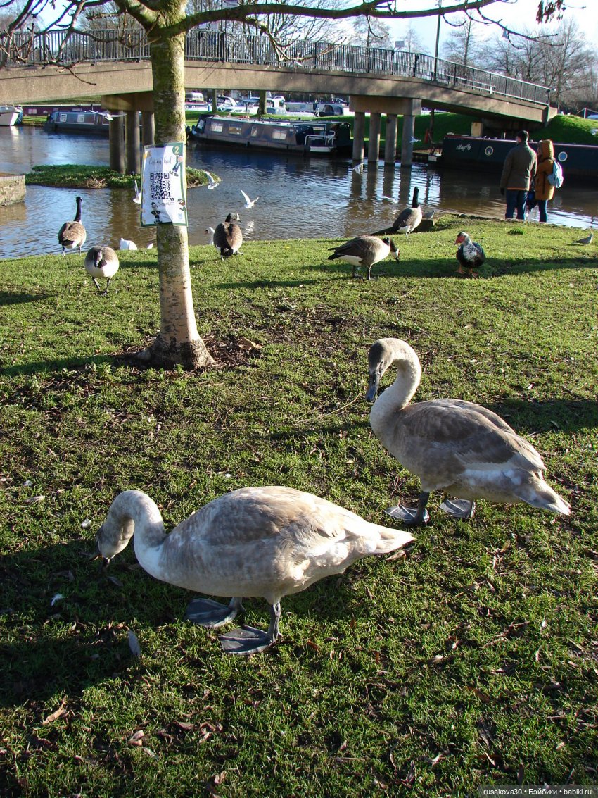 Гаврюша путешествует — Авторские мишки Тедди и друзья: фото