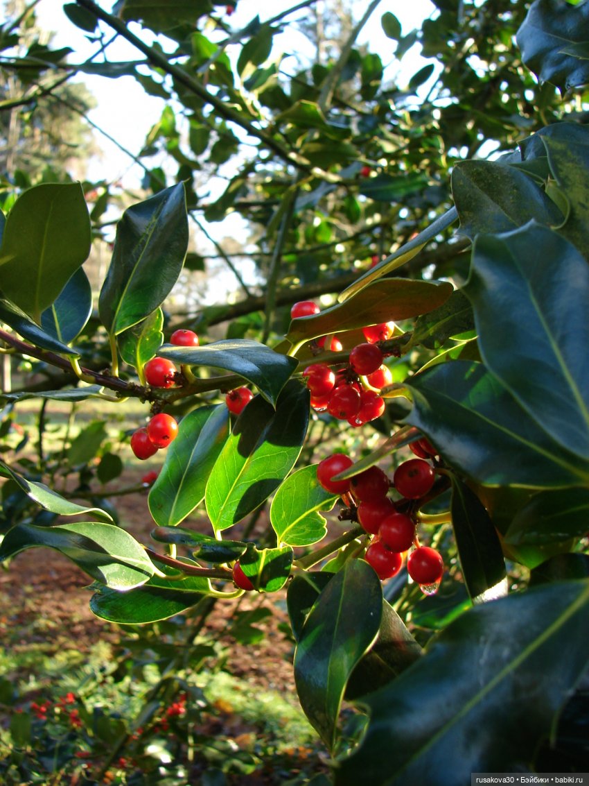 Куклы от Хелен Киш - Сонечка