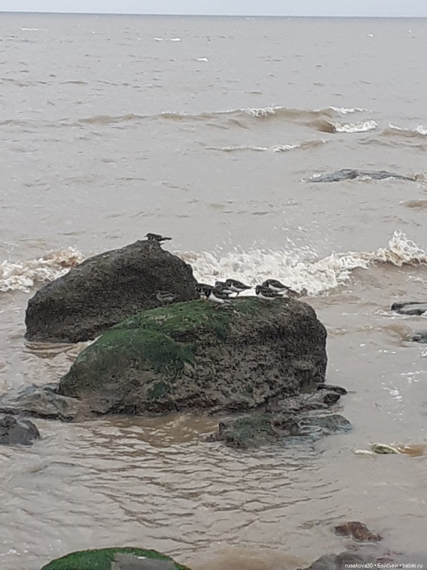 Маруся и море | Бэйбики Маруся и море — Разные шарнирные куклы (не БЖД): редкие (фото 9)