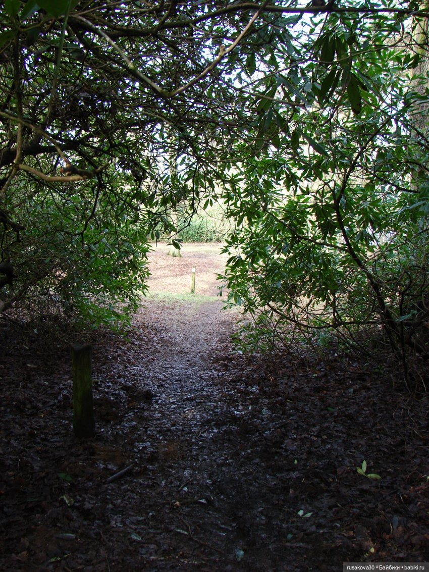 Лес, лес... полный сказок и чудес (фото 10)