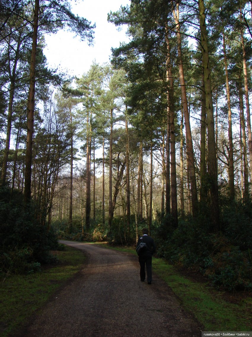 Лес, лес... полный сказок и чудес (фото 9)