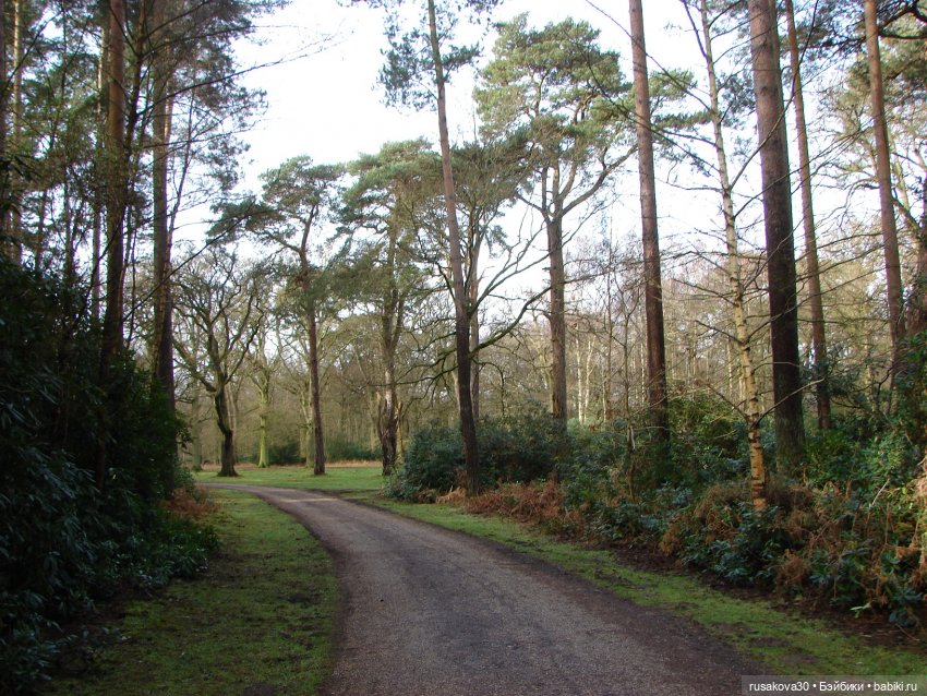 Лес, лес... полный сказок и чудес (фото 8)