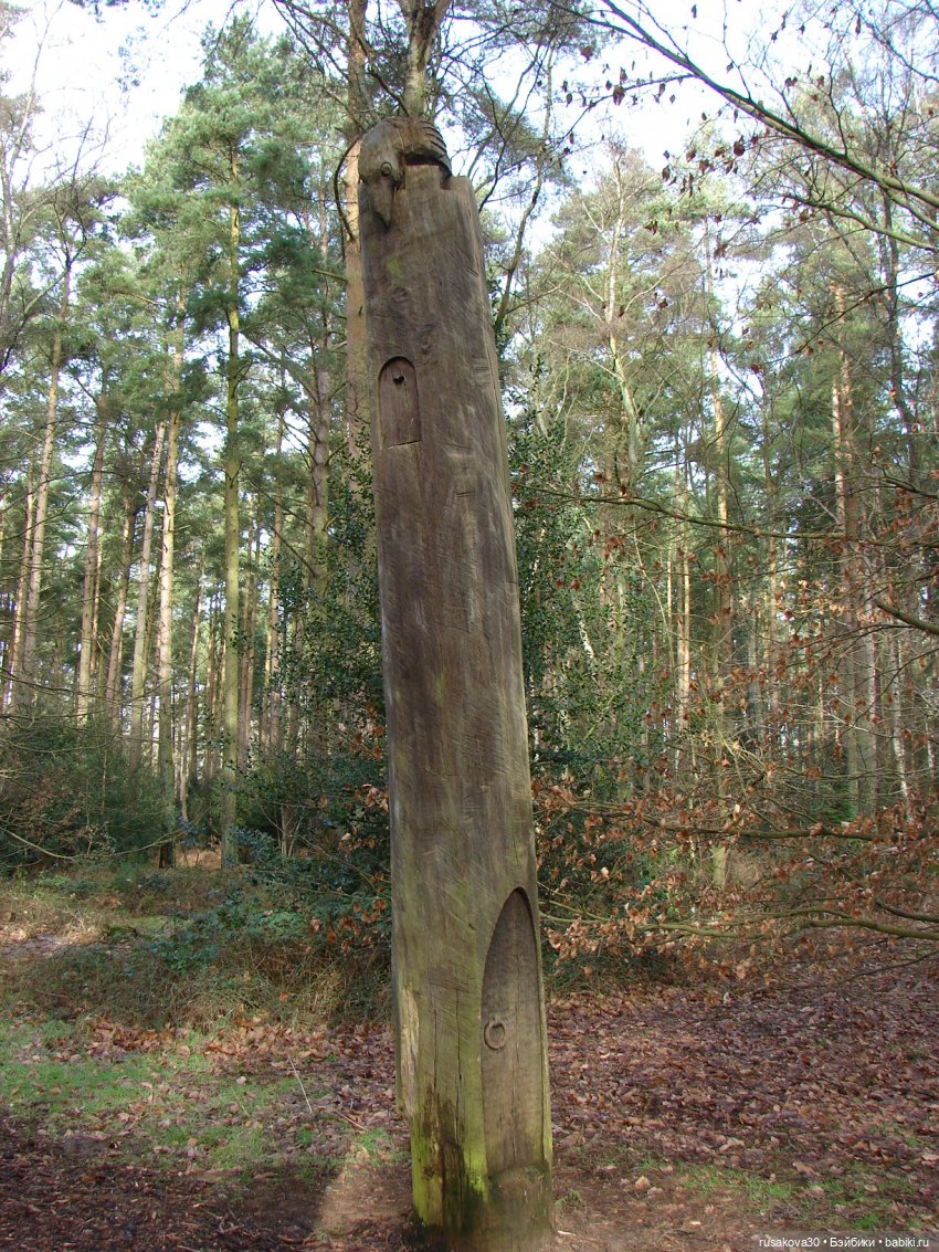 Лес, лес... полный сказок и чудес