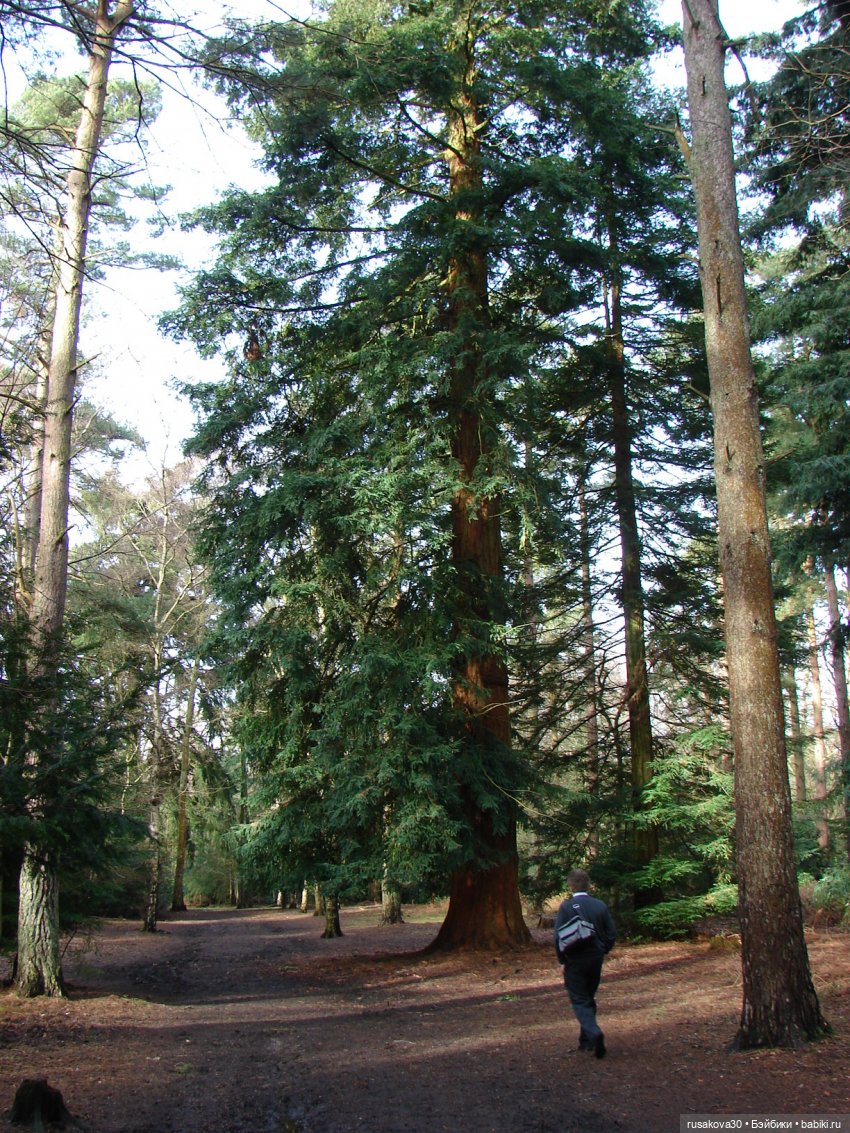 Лес, лес... полный сказок и чудес
