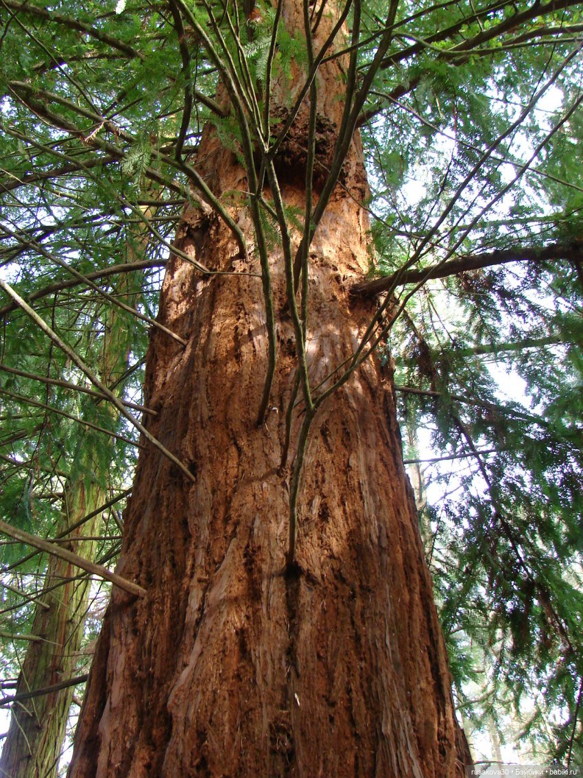 Лес, лес... полный сказок и чудес