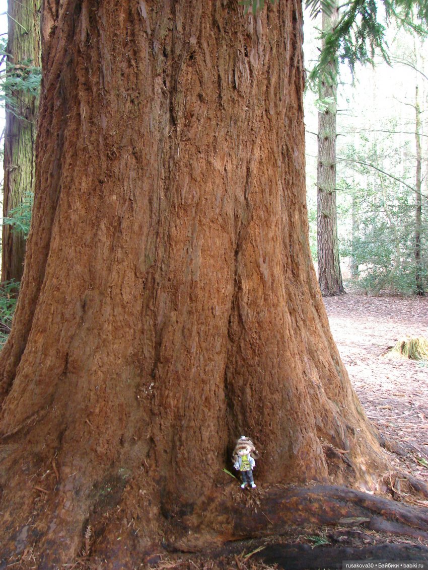 Лес, лес... полный сказок и чудес