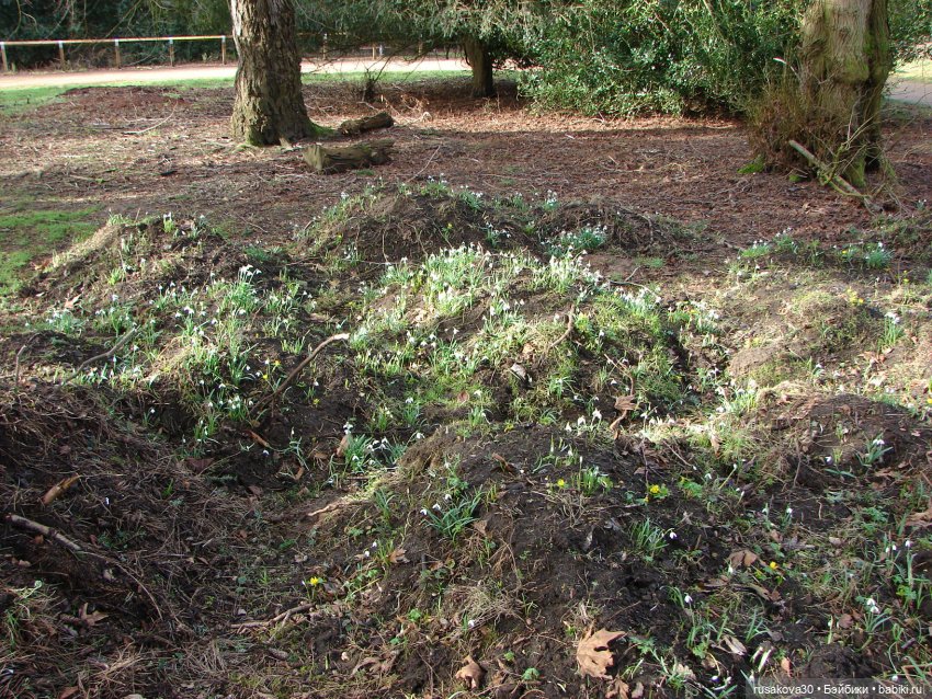 Лес, лес... полный сказок и чудес (фото 4)