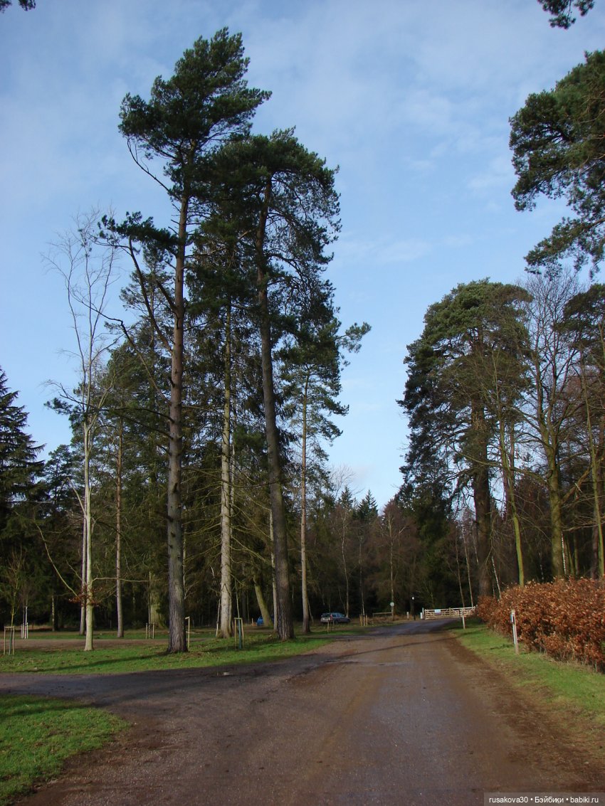 Лес, лес... полный сказок и чудес (фото 7)