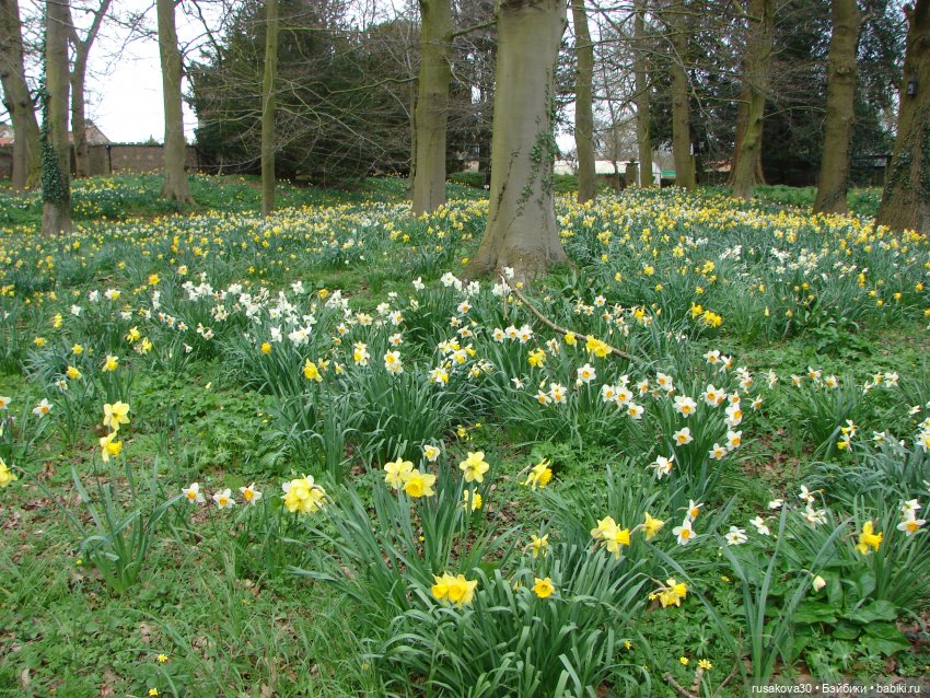 Англия, Оксбург-холл | Бэйбики Англия, Оксбург-холл — Разные шарнирные куклы (не БЖД): редкие