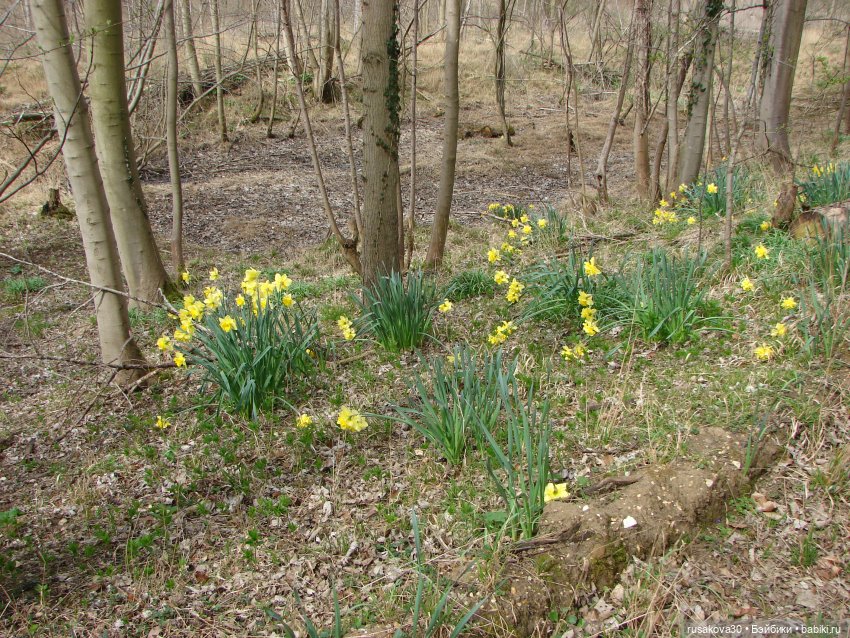 Англия, Оксбург-холл | Бэйбики Англия, Оксбург-холл — Разные шарнирные куклы (не БЖД): редкие