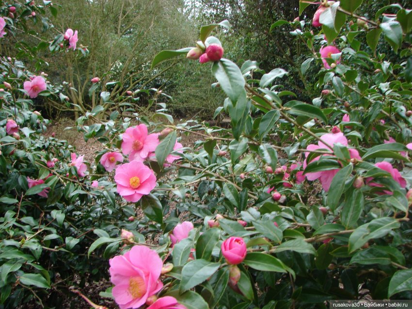 Как мои принцесски Felbrigg Hall осматривали
