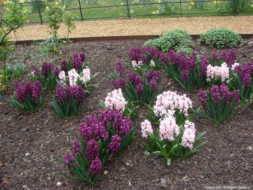 Как мои принцесски Felbrigg Hall осматривали