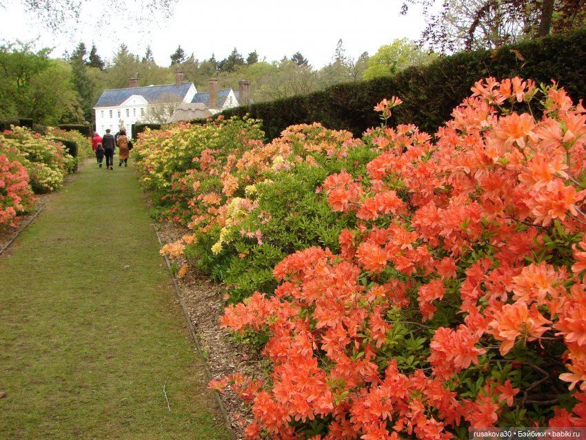 Сады поместья Stody Lodge (фото 5)