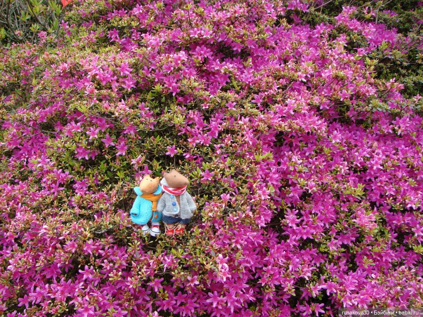 Сады поместья Stody Lodge (фото 8)