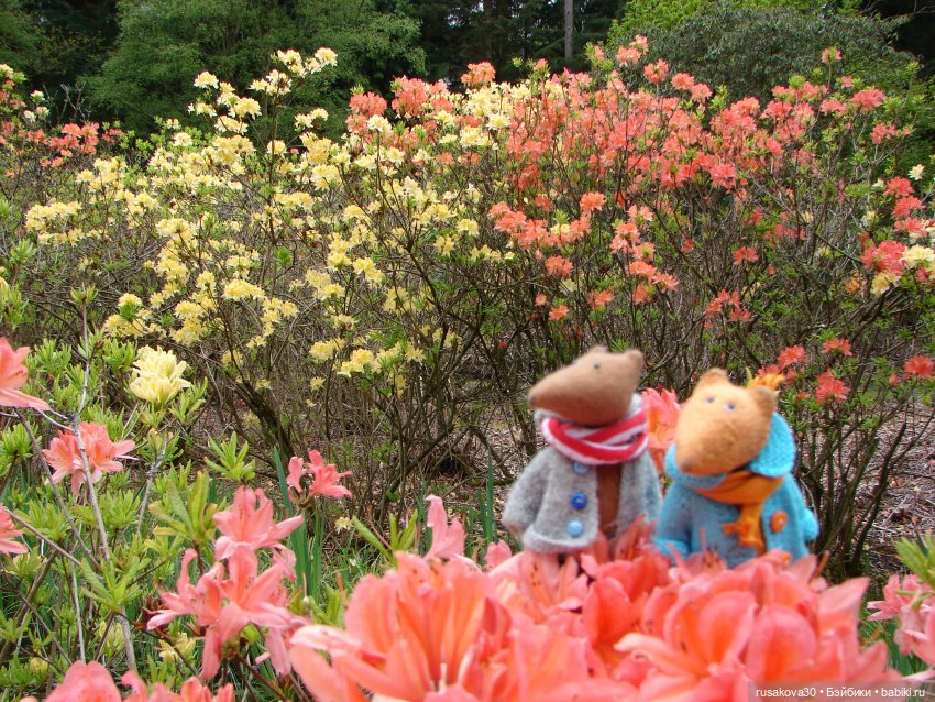 Сады поместья Stody Lodge