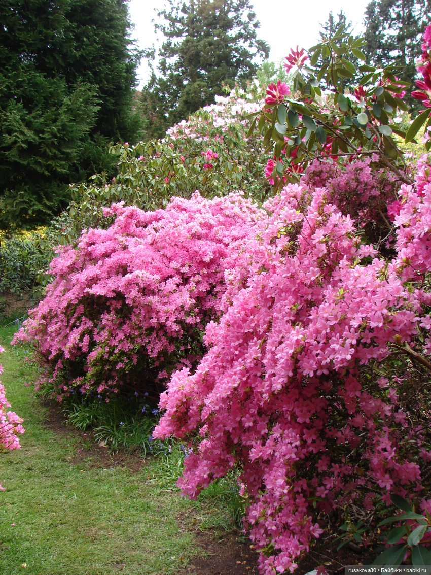 Сады поместья Stody Lodge