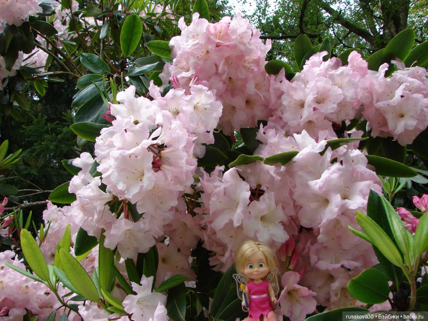 Сады поместья Stody Lodge