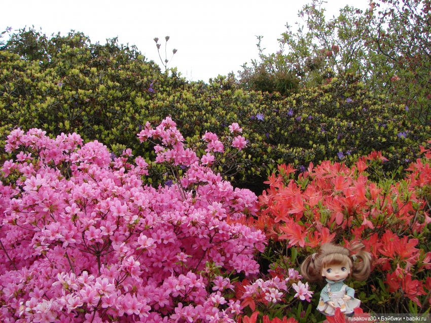 Сады поместья Stody Lodge (фото 10)