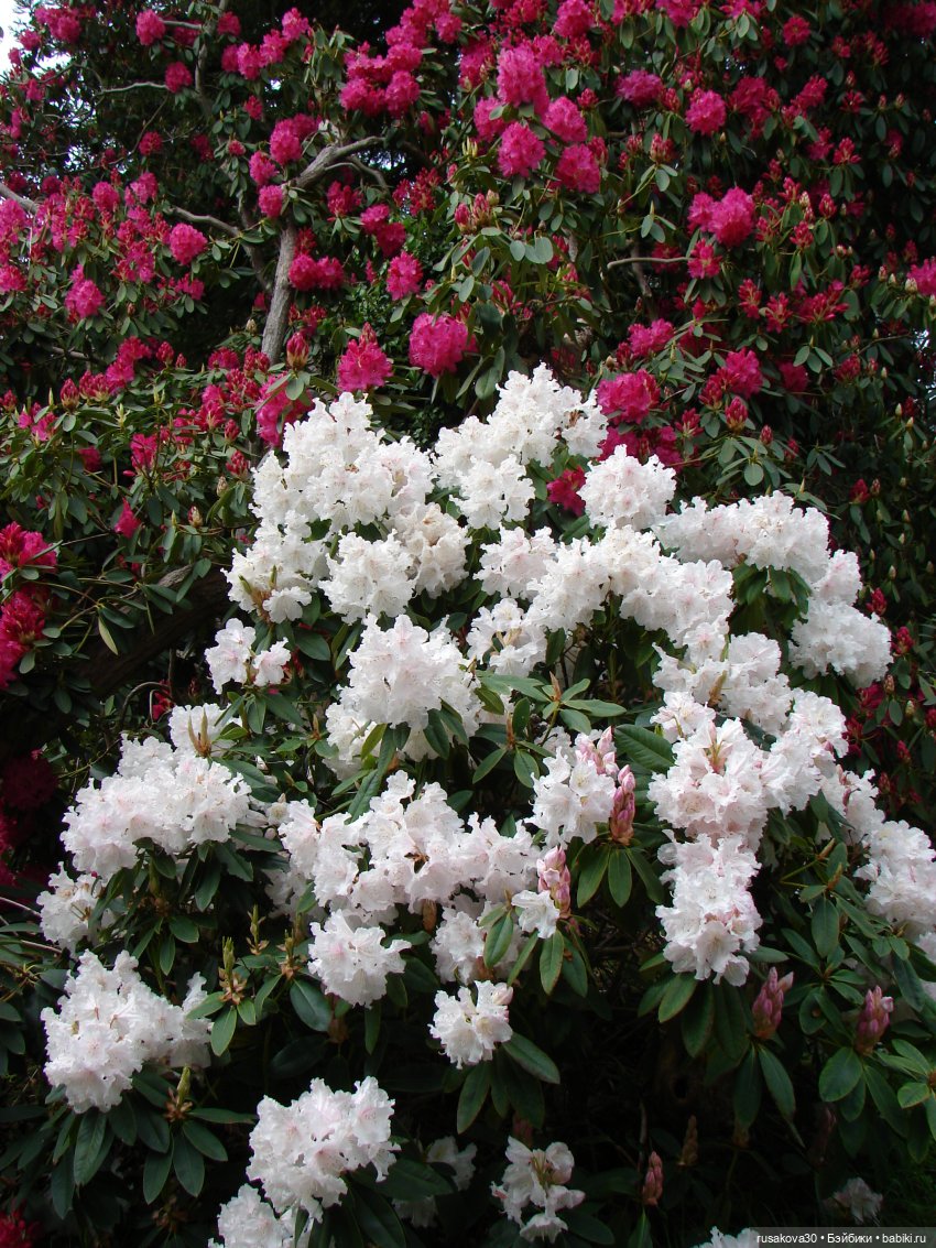 Сады поместья Stody Lodge