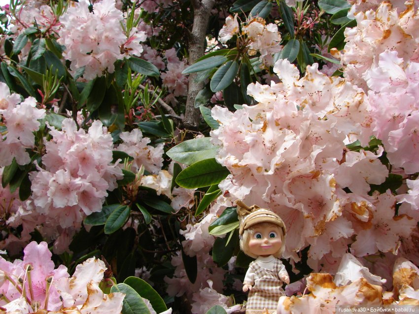 Сады поместья Stody Lodge