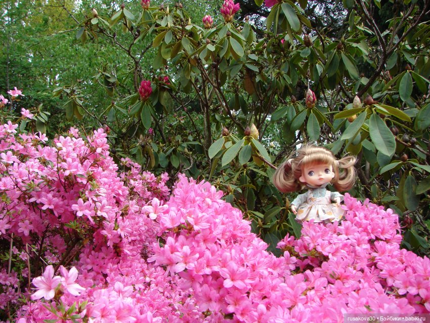 Сады поместья Stody Lodge