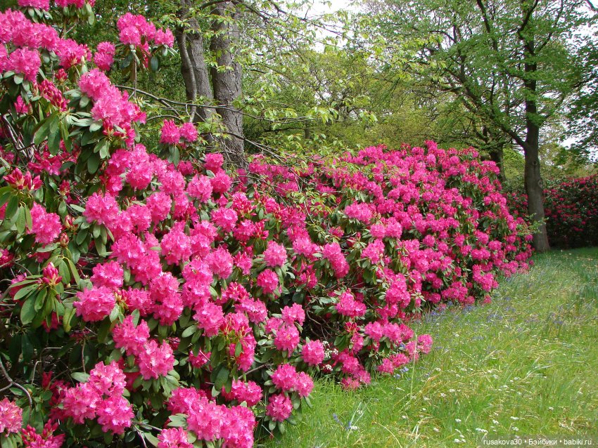Сады поместья Stody Lodge (фото 3)
