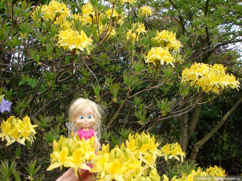 Сады поместья Stody Lodge