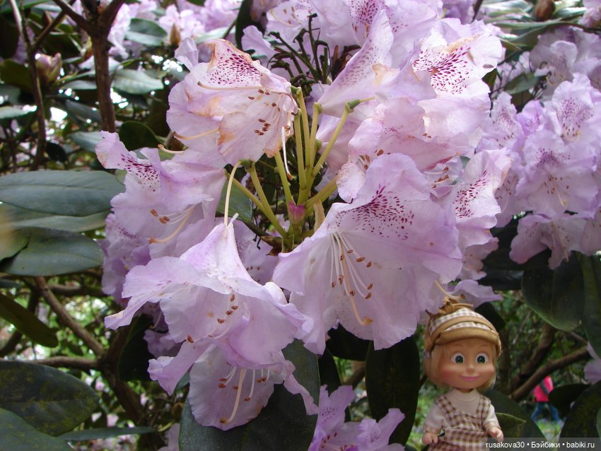 Сады поместья Stody Lodge