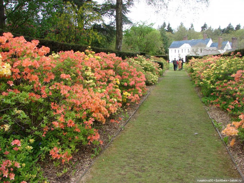 Сады поместья Stody Lodge (фото 4)