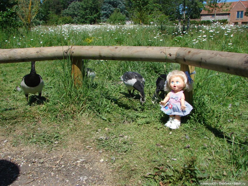 Фейсинки гуляют по заповеднику