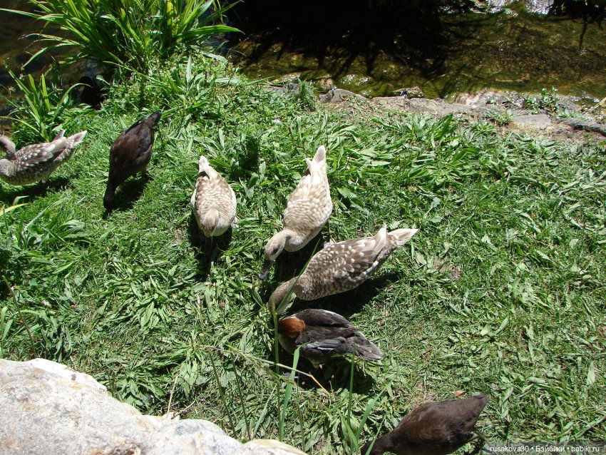 Фейсинки гуляют по заповеднику