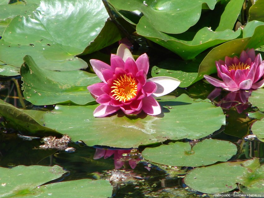 Фейсинки гуляют по заповеднику