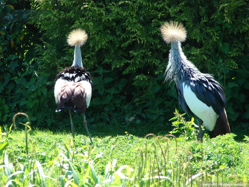 Фейсинки гуляют по заповеднику