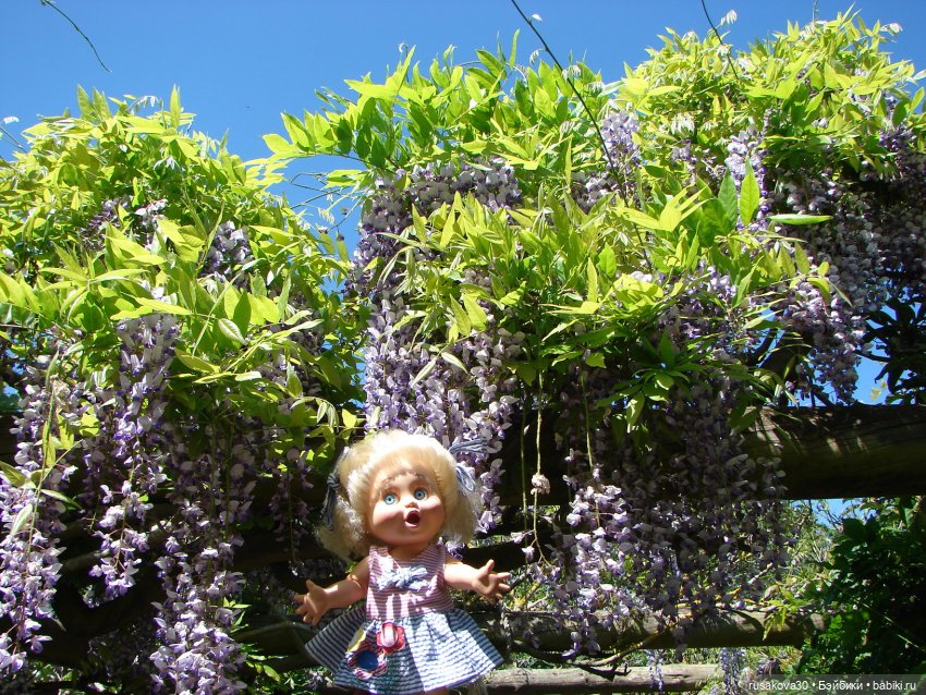 Фейсинки гуляют по заповеднику