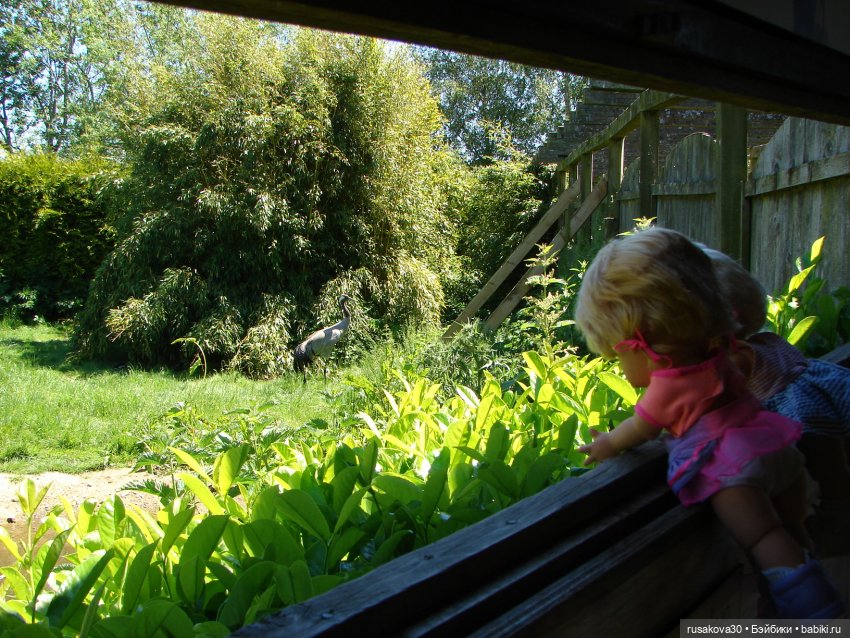 Фейсинки гуляют по заповеднику